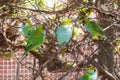 Vibrant Purple Crowned Lorikeets