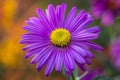 Vibrant Purple Daisy Bloom with Yellow Center in Lush Garden Setting - Floral Beauty in Nature Photography Royalty Free Stock Photo