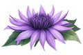 Vibrant Purple Echinacea Bloom: Nature\'s Exquisite Jewel, Close-up Shot, Botanical Beauty, Summer