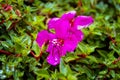 Vibrant purple flowers of Aubrieta Cascade, blooming ground cover plant in the garden. Selective focus. Natural Royalty Free Stock Photo