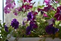 Vibrant purple flowers of petunia double. Balcony greening