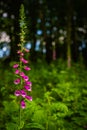 Vibrant Purple Foxglove in a Forest in Scotland With Green Leaves and Blue Bokeh Background Royalty Free Stock Photo