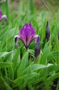 Vibrant purple garden irises and dark purple iris buds closeup Royalty Free Stock Photo