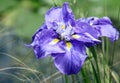 Vibrant Purple Iris with dewdrop Royalty Free Stock Photo
