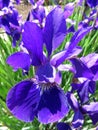 Vibrant Purple Iris Flower in May