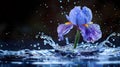 Vibrant Blue Iris Flower in Water Splash: Nature Photography Royalty Free Stock Photo