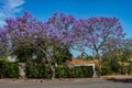 Vibrant purple Jacaranda Trees in bloom along a street in suburban Queensland Australia with tile roofs of homes and a brilliant b Royalty Free Stock Photo