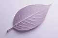 Vibrant Purple Leaf Showcasing Intricate Vein Patterns in Delicate Sunlight Generative AI Royalty Free Stock Photo