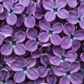 Vibrant Purple Lilac Flowers Close-Up Royalty Free Stock Photo
