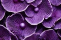 Vibrant Purple macro closeup mushrooms. Generate Ai Royalty Free Stock Photo