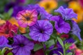 Vibrant Purple and Orange Petunia Flowers in Full Bloom Amidst Lush Greenery in a Springtime Garden Royalty Free Stock Photo
