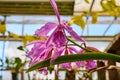 Vibrant Purple Orchid Close-Up at Greenhouse Conservatory