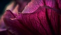 Vibrant purple petal on single flower head generated by AI Royalty Free Stock Photo