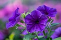 Vibrant Purple Petunia Flowers in Full Bloom Against Soft Pink Background for Springtime Garden Themes Royalty Free Stock Photo