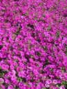 Vibrant Purple Petunia Flowers in July Royalty Free Stock Photo