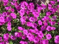 Vibrant Purple Petunia Flowers in July in Summer