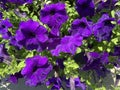 Vibrant Purple Petunia Flowers in Spring in the Garden Royalty Free Stock Photo