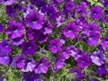 Vibrant Purple Petunia Flowers in a Summer Garden Royalty Free Stock Photo