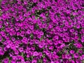 Vibrant Purple Petunia Flowers in Summer in July Royalty Free Stock Photo