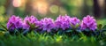 Vibrant Purple Rhododendron Flowers on Lush Green Field Royalty Free Stock Photo