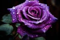 Vibrant Purple rose flower gift. Generate Ai Royalty Free Stock Photo