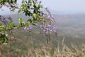 Vibrant Purple Skyflower Blossom in Nature Mountain in background Duranta erecta Royalty Free Stock Photo