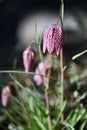 Vibrant purple Snake's head fritillary flower among lush green grass in a natural outdoor setting