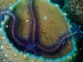 Vibrant purple sponge brittle star on the reef in the Carribbean Sea, Roatan, Bay Islands, Honduras Royalty Free Stock Photo