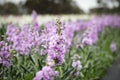 Vibrant purple stock in full bloom, flower farm image Royalty Free Stock Photo