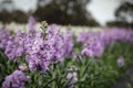 Vibrant purple stock in full bloom, flower farm image Royalty Free Stock Photo