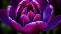 vibrant purple tulip