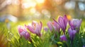 Vibrant purple tulips bloom amidst lush greenery, their petals gently kissed by the warm, golden rays of a spring