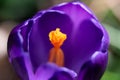 Vibrant purple violet crocus flower macro abstract blurred background with selective focus on petal edges and fresh rain drops Royalty Free Stock Photo