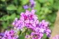 Vibrant Purple violet Lunaria annua flowers Royalty Free Stock Photo