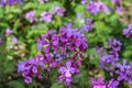 Vibrant Purple violet Lunaria annua flowers Royalty Free Stock Photo