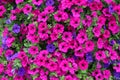 Vibrant purple white and pink surfinia flowers or petunia. Royalty Free Stock Photo