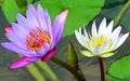 Vibrant purple and white water lily flowers