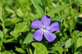 Vibrant Purple Wildflower