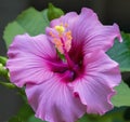 A vibrant purplepink hibiscus blossom with its narrow petals fully od. Trendy color of 2023 Viva Magenta.. AI generation