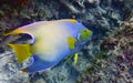 Vibrant Queen Angelfish in the ocean Royalty Free Stock Photo