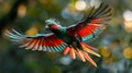 Vibrant quetzal soars through lush green Costa Rican rainforest, its emerald plumage and scarlet underparts