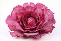 Vibrant radicchio on a clean white background for eye catching advertisements and packaging designs