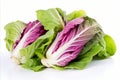 Vibrant radicchio on white backdrop for captivating ads and packaging designs that grab attention.