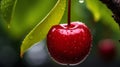 Vibrant Rain-kissed Cherries: A Captivating Display Of Nature\'s Beauty