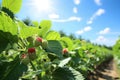 Vibrant raspberry field extending to the horizon with gentle breeze, clear blue sky, and warm sun