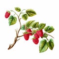 Vibrant Raspberry Illustration With Meticulous Details