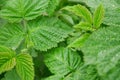 Vibrant Raspberry Leaves. Young leaves of raspberry