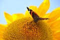 Vibrant Red admiral butterfly delicately perched atop a sunflower in a bright blue sky