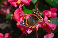 Vibrant Red admiral butterfly perched atop a fragrant flower in a sun-dappled garden