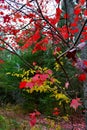 Vibrant Red Autumn Color in the Upper Michigan Royalty Free Stock Photo